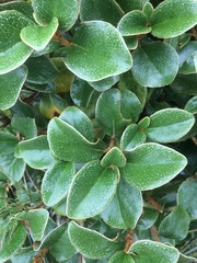 Brachyglottis elaeagnifolia