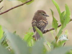 Myiophobus crypterythrus