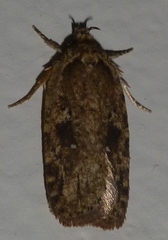 Agonopterix canadensis