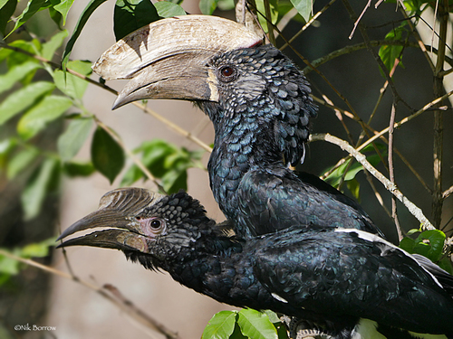 Silvery-Cheeked Hornbill