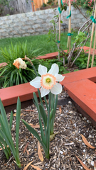 Narcissus poeticus