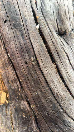 California Flattened Jumping Spider