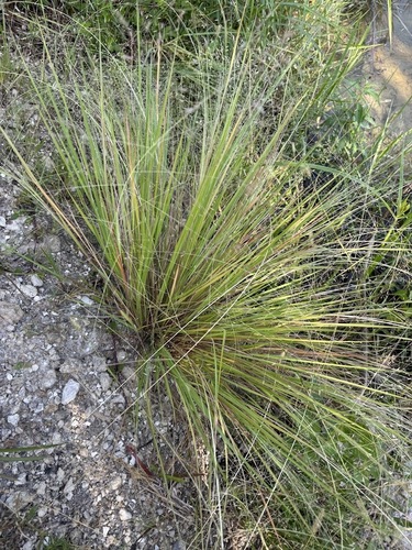 Eragrostis elliottii, photograph 4