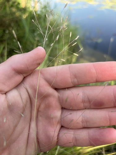 Eragrostis elliottii, photograph 5