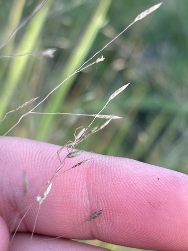 Eragrostis elliottii, photograph 3
