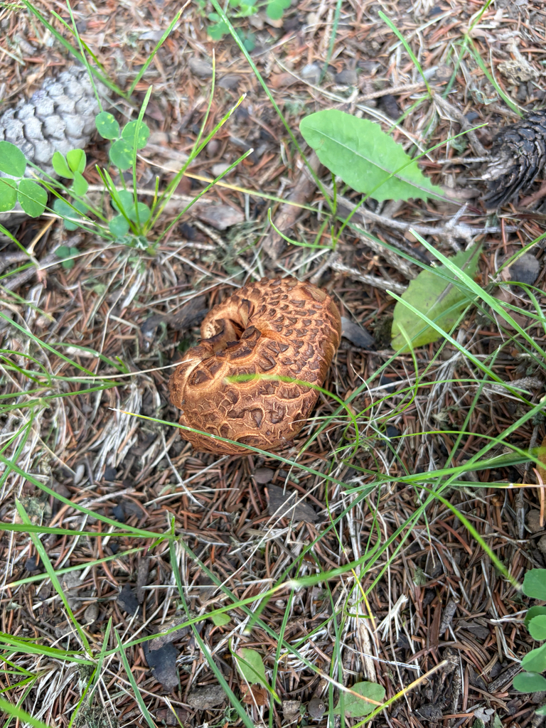 Leathery-veiled Bolete · June 2026 · photo: Photo: (c) Kevin, some rights reserved (CC BY) · iNaturalist