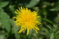 Taraxacum officinale
