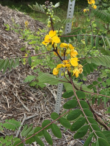 Senna occidentalis observed 2026-06-23