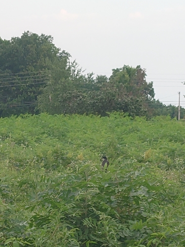 Eastern Kingbird