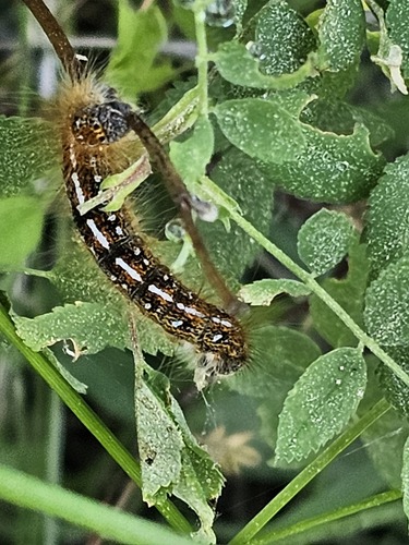 iNaturalist observation photo of Western Tent Caterpillar Moth