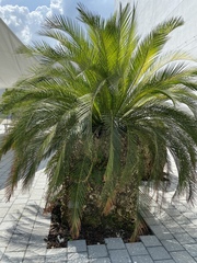 Macrozamia moorei