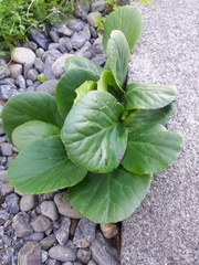 Bergenia