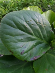 Bergenia