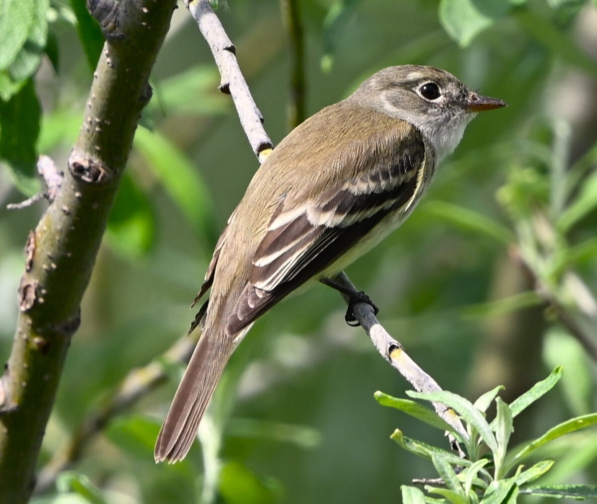 Alder Flycatcher (Empidonax alnorum), photo 9