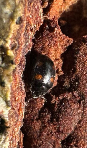 Aphanocephalus observed 2026-06-26