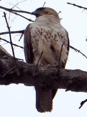 Buteo jamaicensis