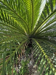 Macrozamia moorei