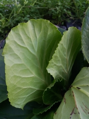 Bergenia