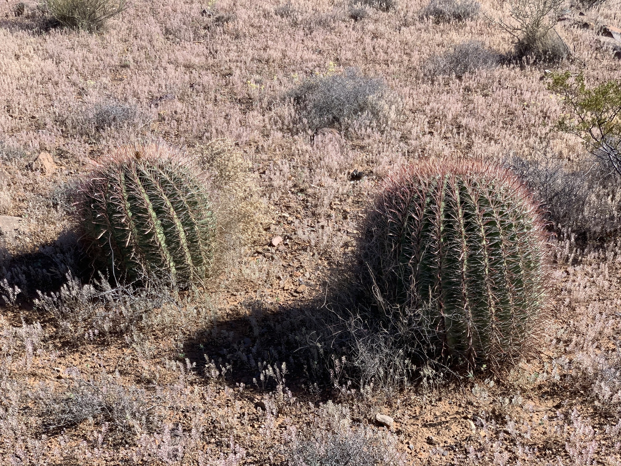 Fishhook barrel cactus (Ferocactus wislizeni) 6 foot & 5 inches