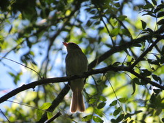 Lathrotriccus euleri