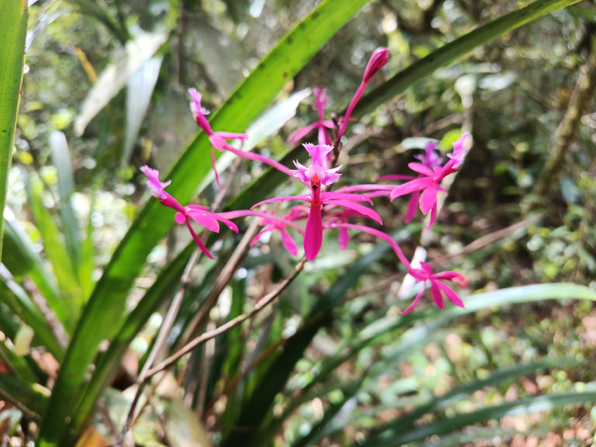Epidendrum susannae Hágsater, O.Pérez & E.Parra