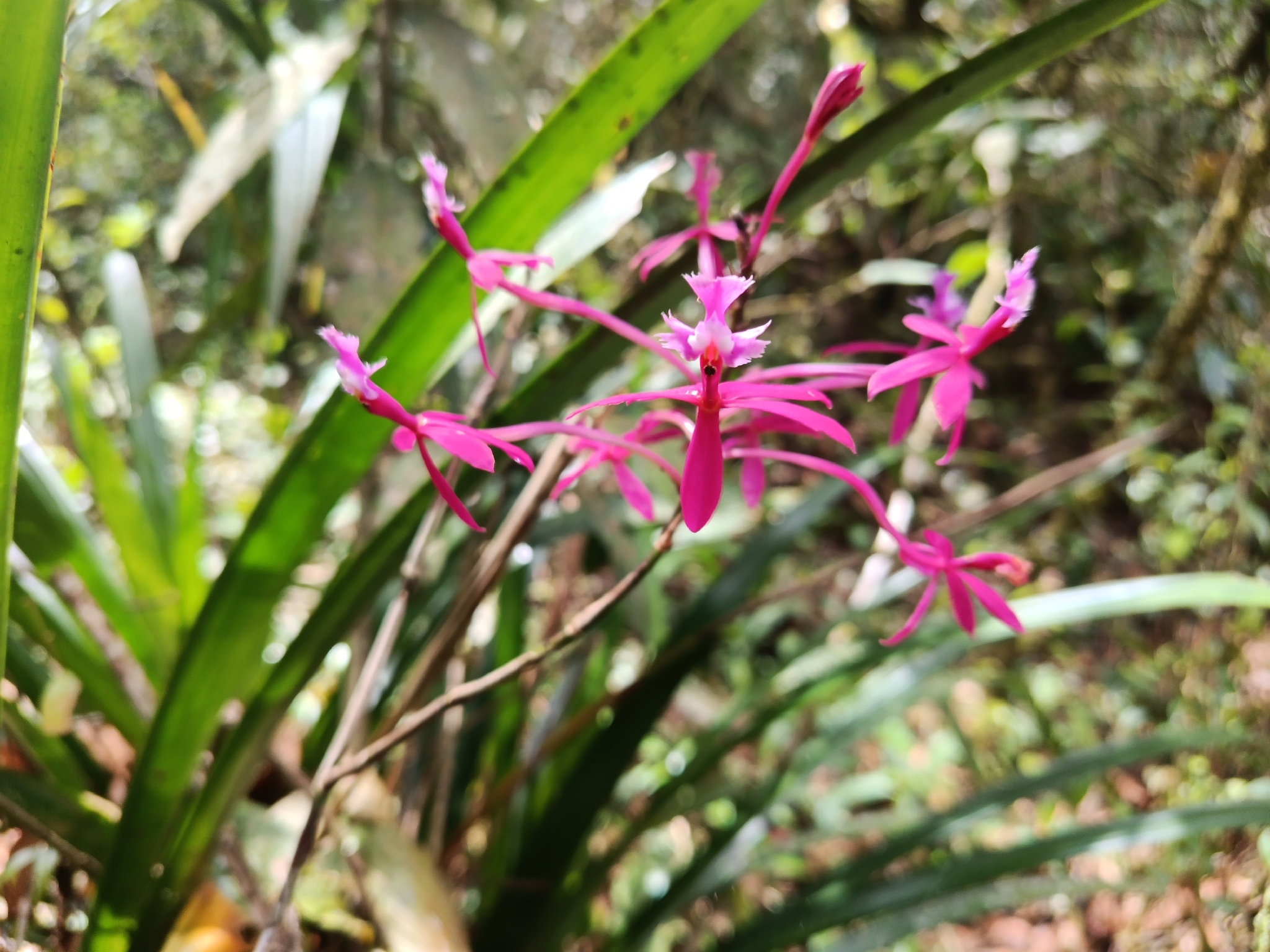 Epidendrum susannae Hágsater, O.Pérez & E.Parra 2