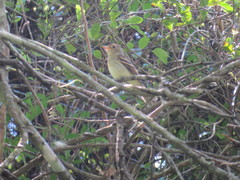 Lathrotriccus euleri