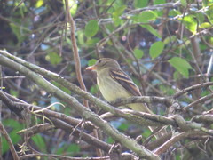 Lathrotriccus euleri