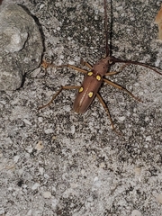 Eburia