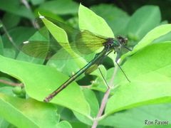 Calopteryx aequabilis