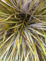 Aciphylla colensoi