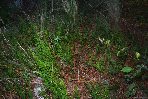 Adiantopsis tweedieana (Adiantopsis tweedieana)