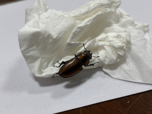 Prosopocoilus suturalis
