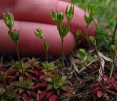 Androsace occidentalis