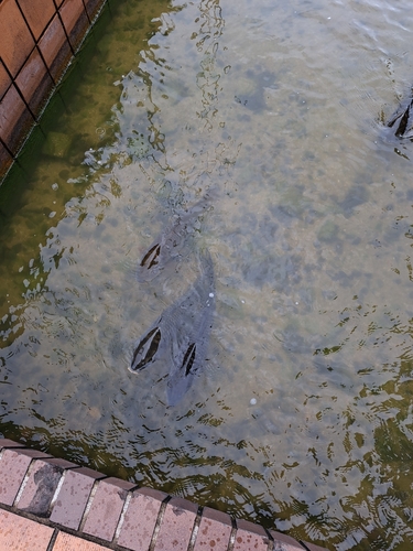 Amur Carp