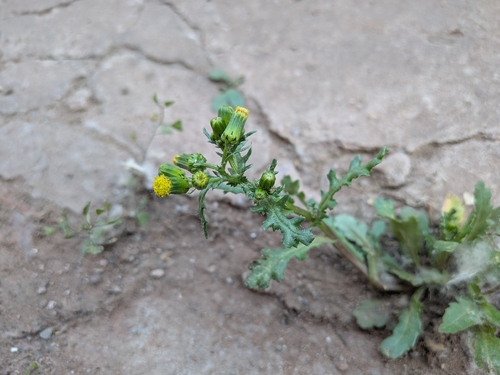 common groundsel