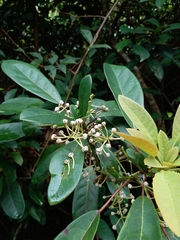 Daphniphyllum calycinum