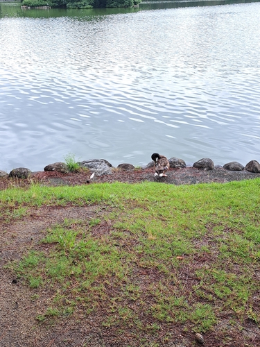 Mallard