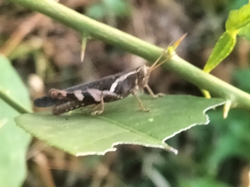 Rufous-legged Grasshopper