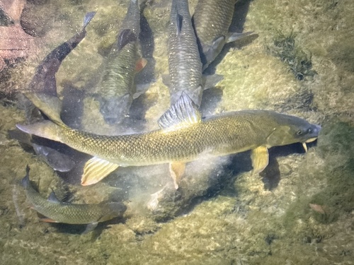 Common Barbel