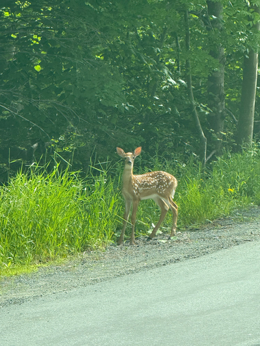 White-tailed Deer