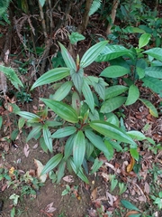 Melastoma sanguineum