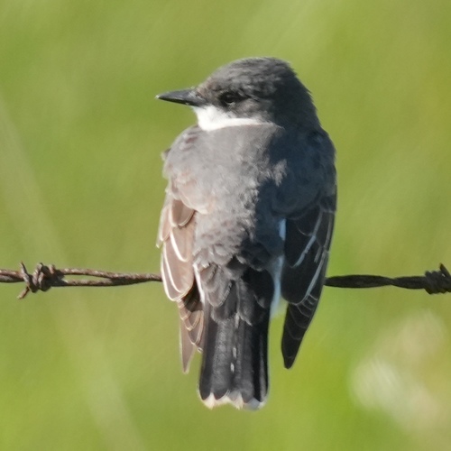 Eastern Kingbird