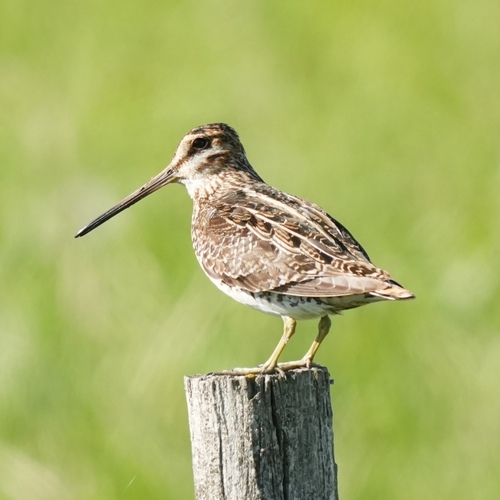 Wilson's Snipe