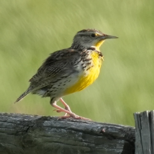 Western Meadowlark