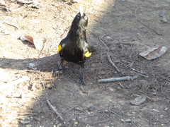 Cacicus chrysopterus