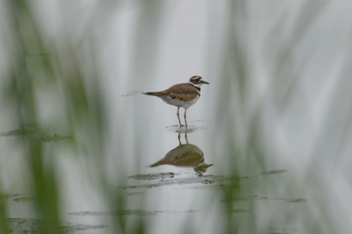 Killdeer