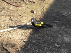 Cacicus chrysopterus