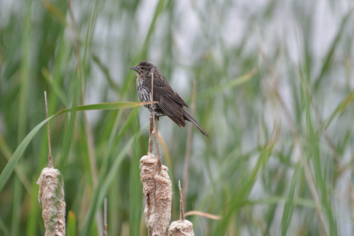 Red-winged Blackbird