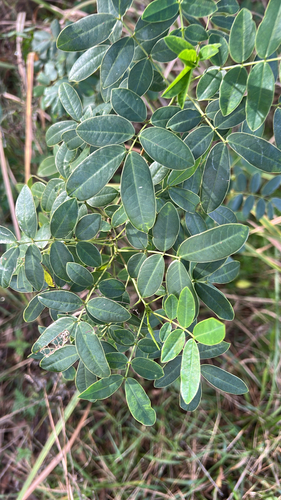 Christmas Senna